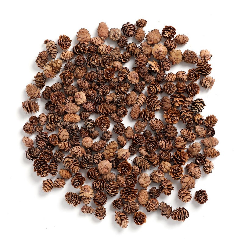 BYHER بذور الصنوبر BYHER، صنوبر صغير بكميات كبيرة للحرف، 8 أونصات، عبوة من 110 (طبيعي) - Image 1